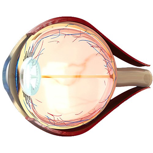 Imagenes secundarias – Cirugía de retina 2