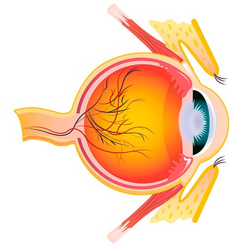 Imagenes secundarias – Cirugía de retina 3