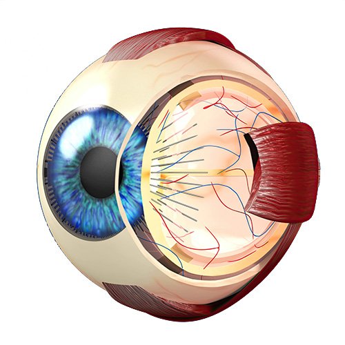 Imagenes secundarias – Cirugía de retina 4